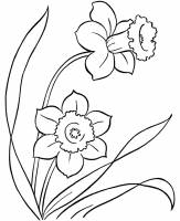 Daffodil Day Colouring Page